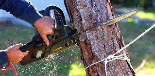 How Our Tree Care Process Works  in  Duluth, WA
