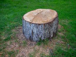 Best Commercial Tree Services  in Duluth, WA
