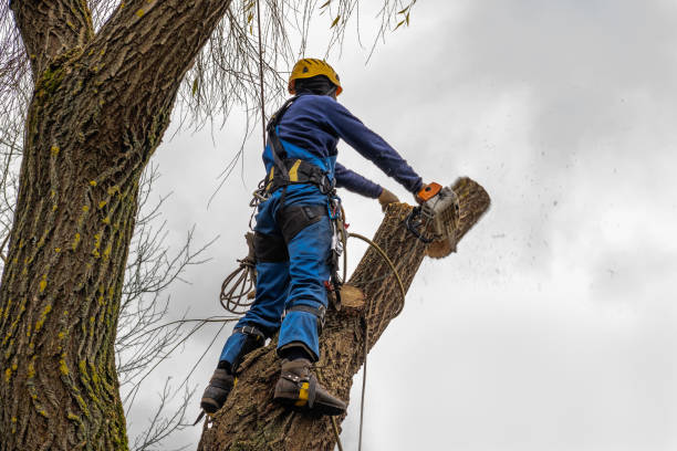 Trusted Duluth, WA Tree Services Experts