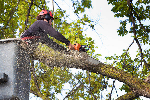 Best Firewood Processing and Delivery  in Duluth, WA